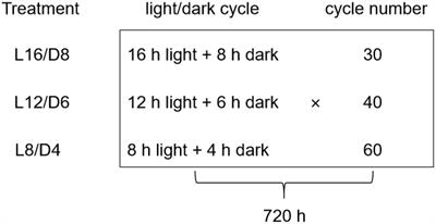 Analysis of lettuce transcriptome reveals the mechanism of different light/dark cycle in promoting the growth and quality